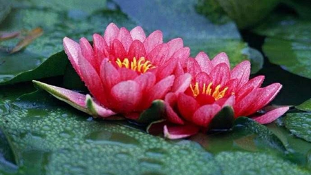 菩萨